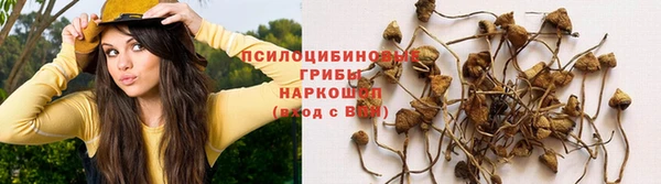 ГАЛЛЮЦИНОГЕННЫЕ ГРИБЫ Вязники